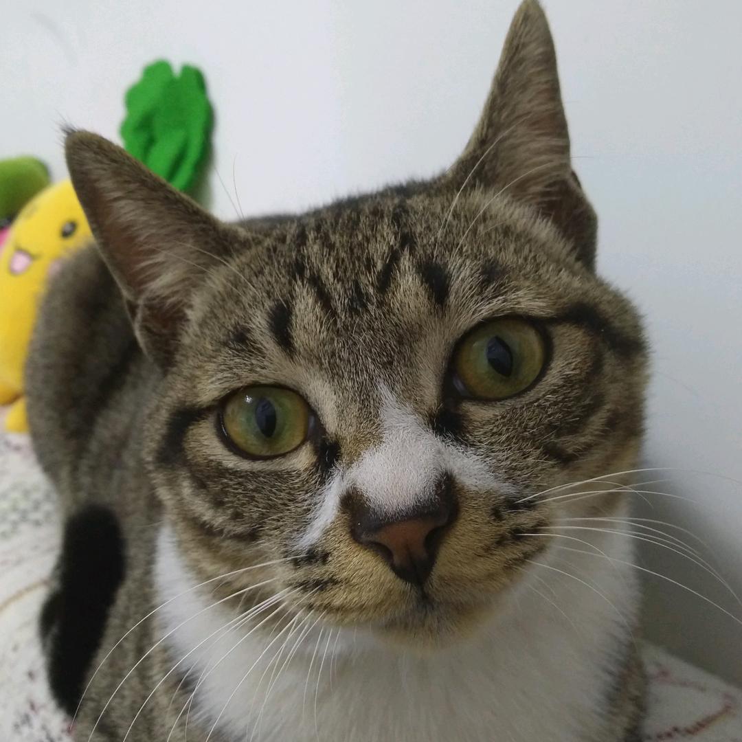 🐱猫