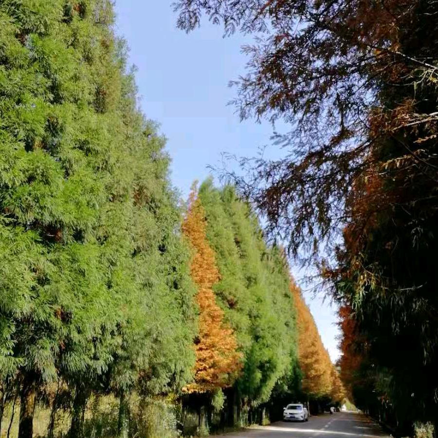 夏日阳光