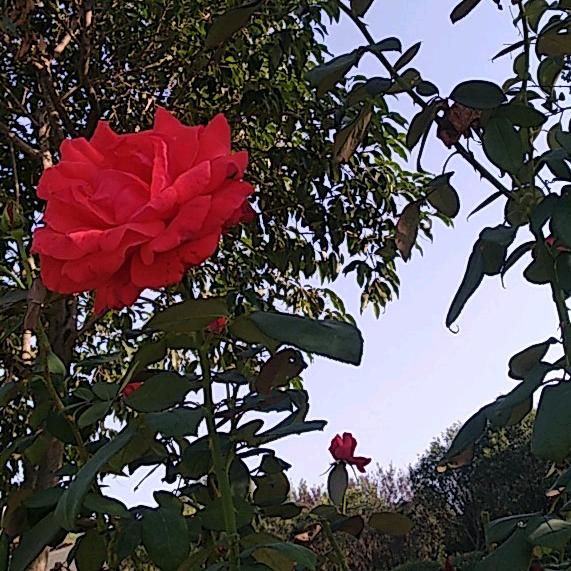 沉默是金