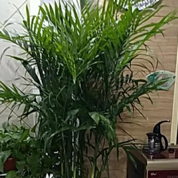 伟伟