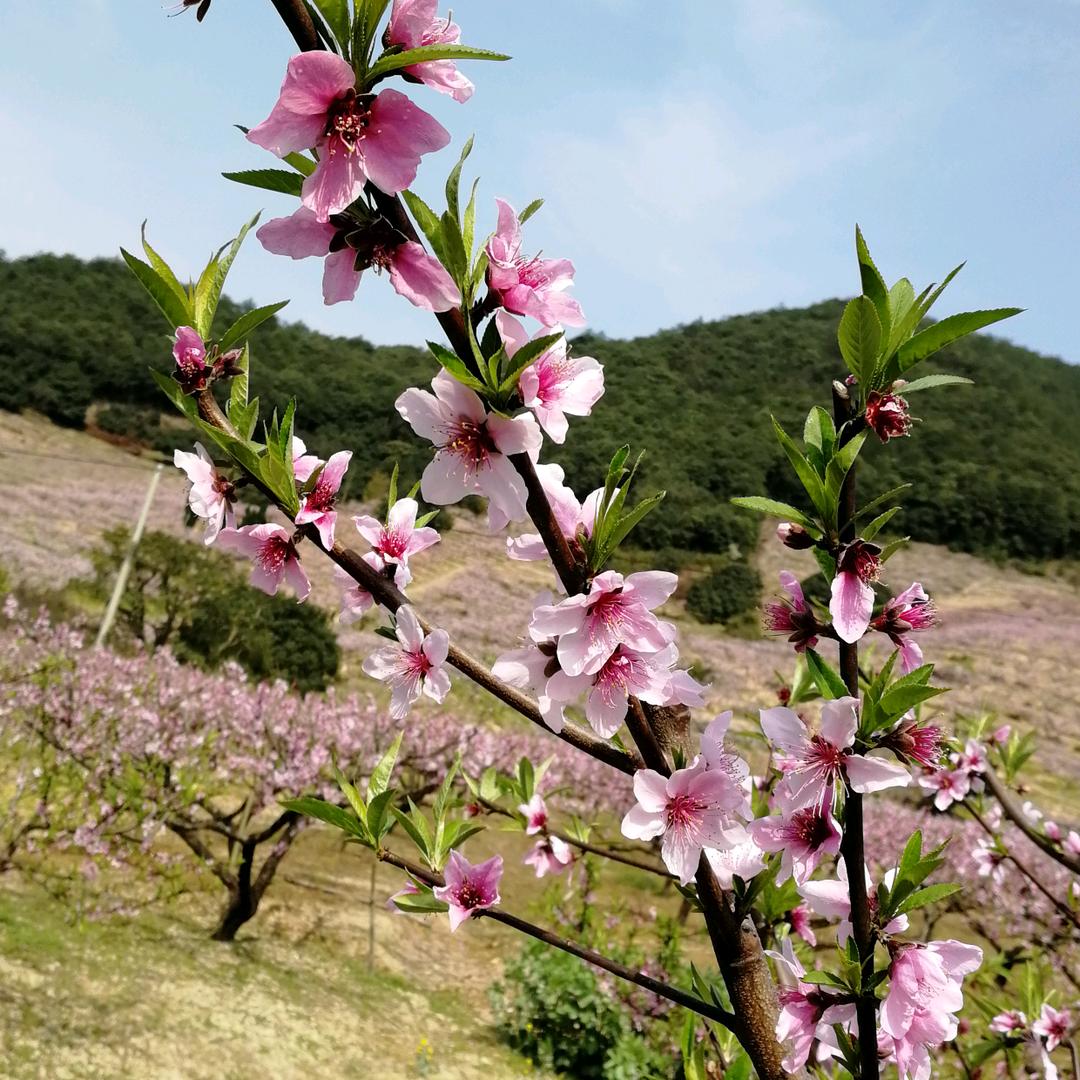 蝶梦