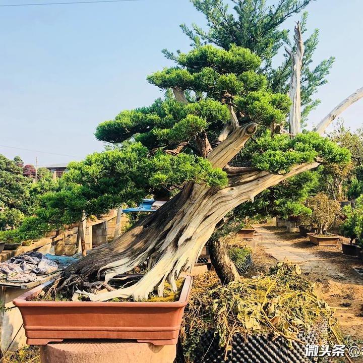 陈氏黄杨盆栽