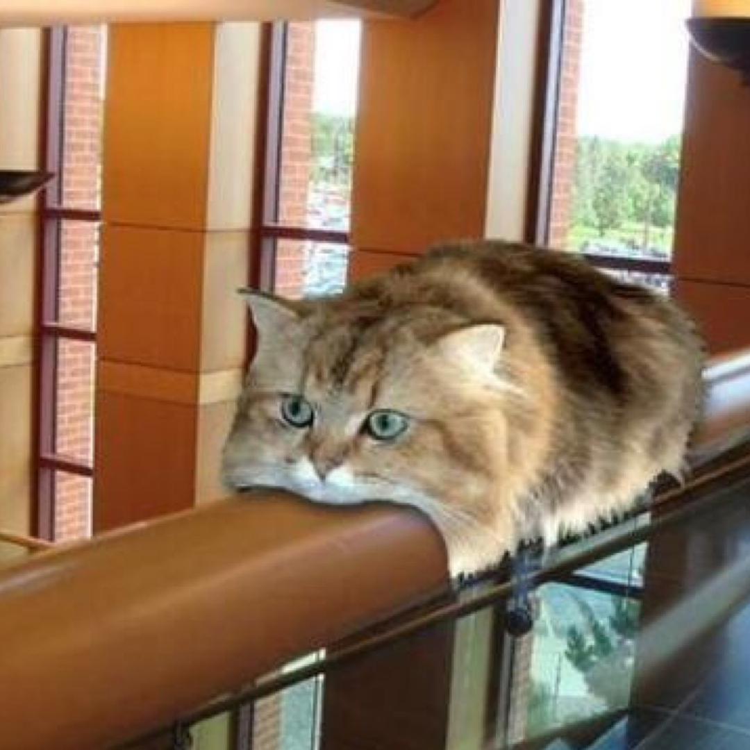 🌈磁悬浮猫