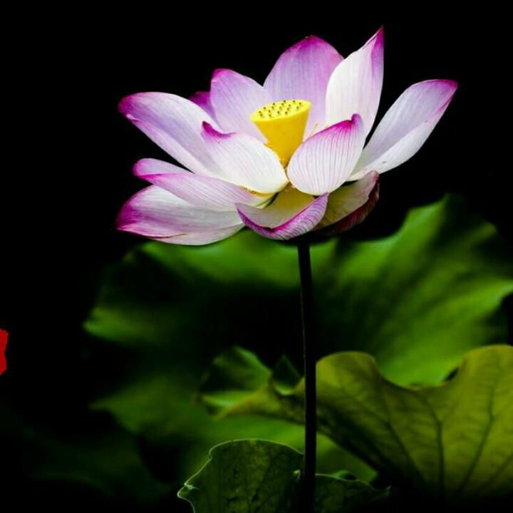 醉荷花