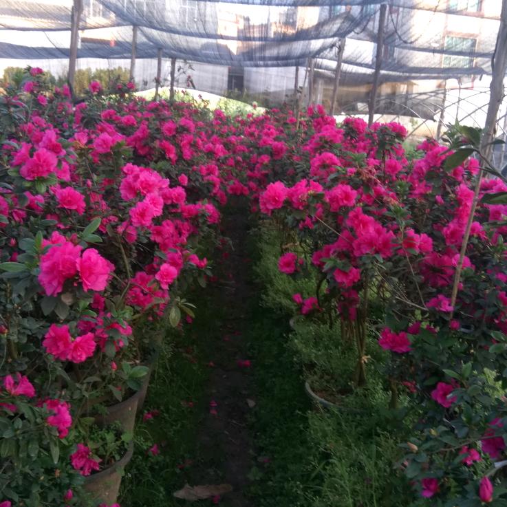 七棵树兰草源艺