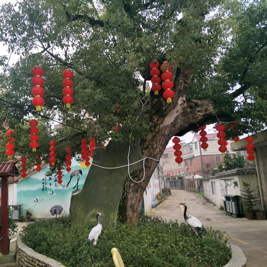 陈定粮