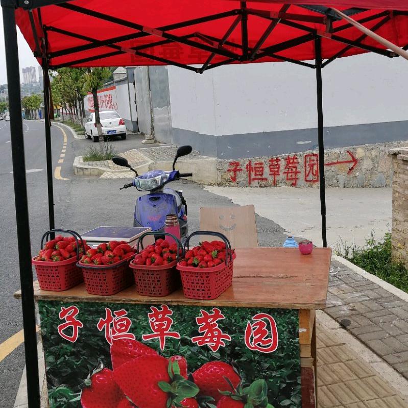 子恒草莓园