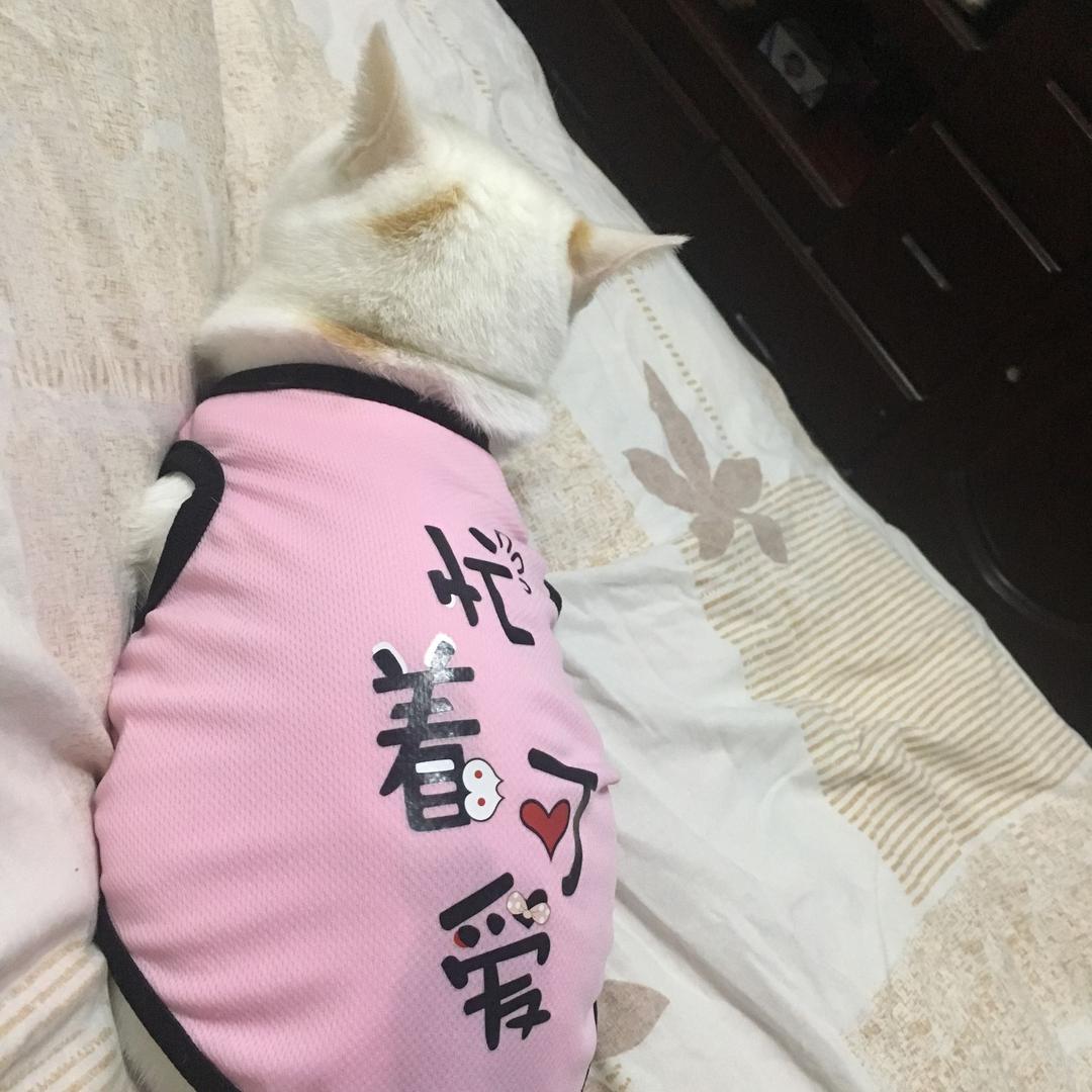 一只猫