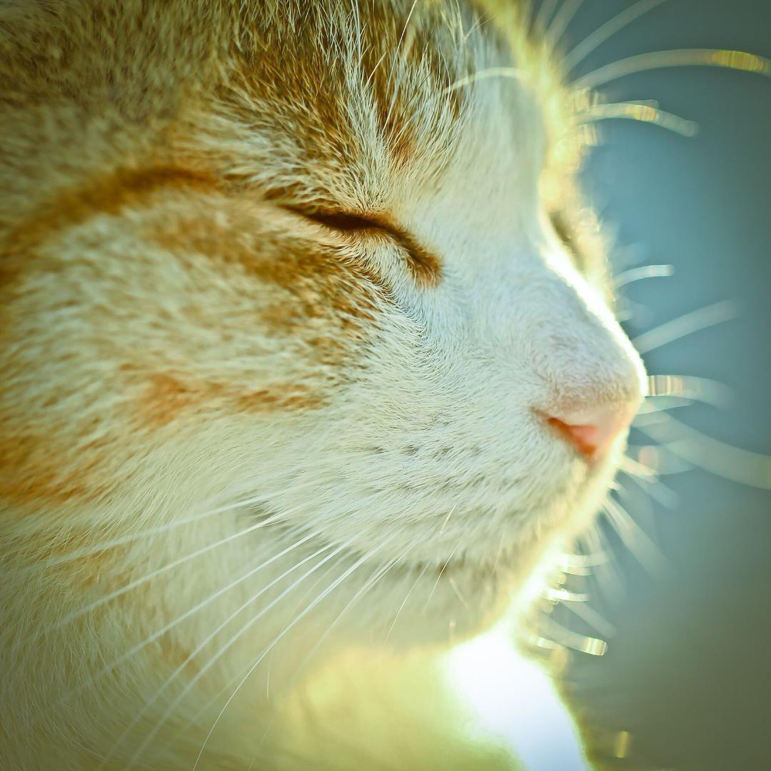 肥猫
