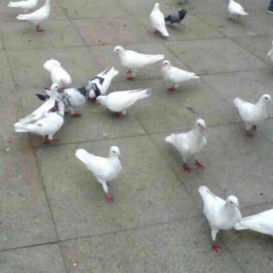 鸟🐦