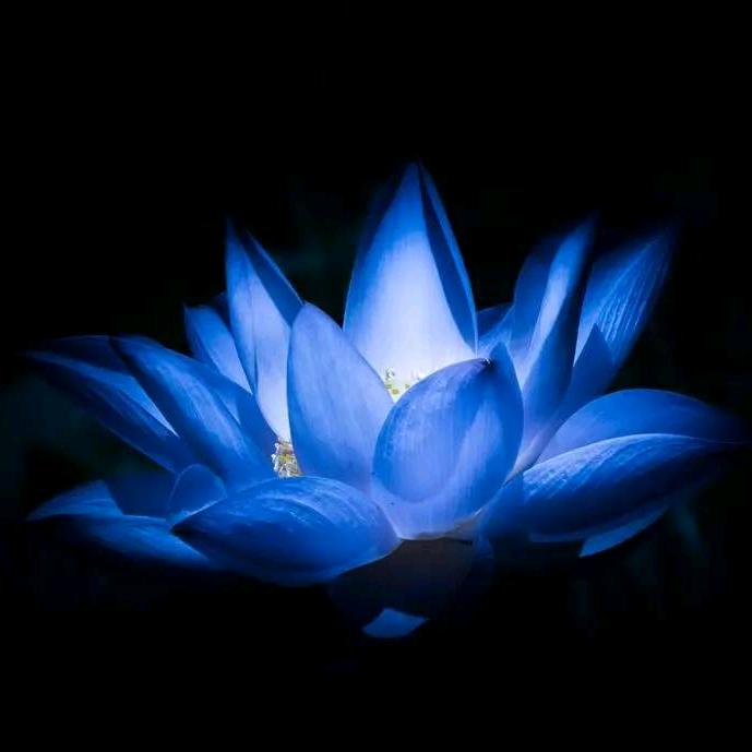 自己的菜儿