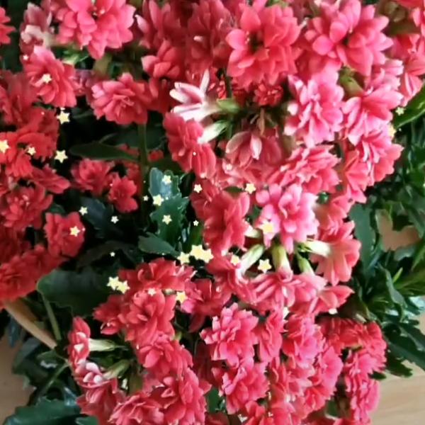 白鹿原玲姐舞蹈团（平平淡淡'）拒绝连赞