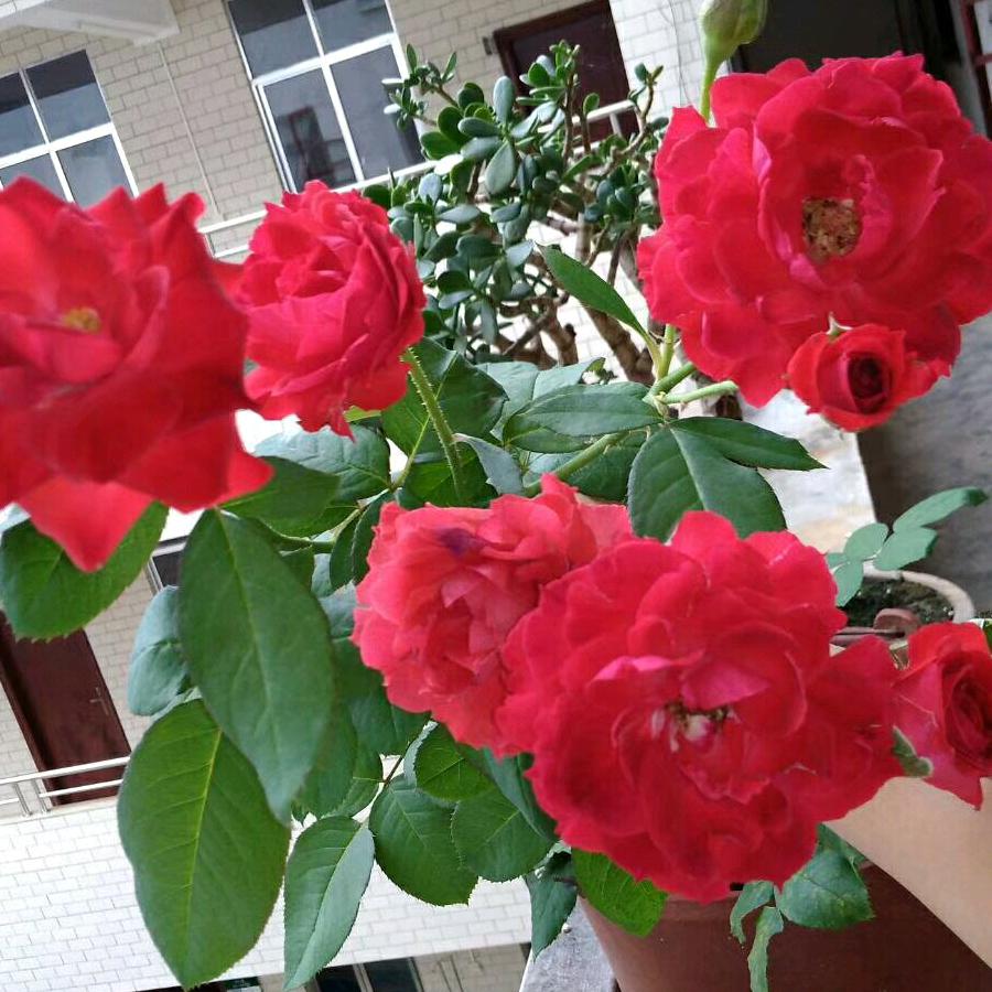 印记:秋叶芬芳