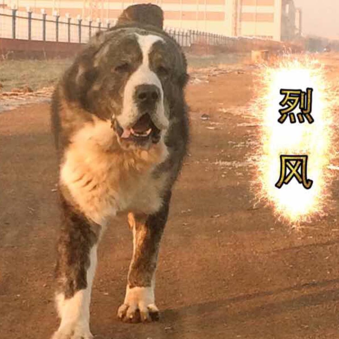 烈风猛犬