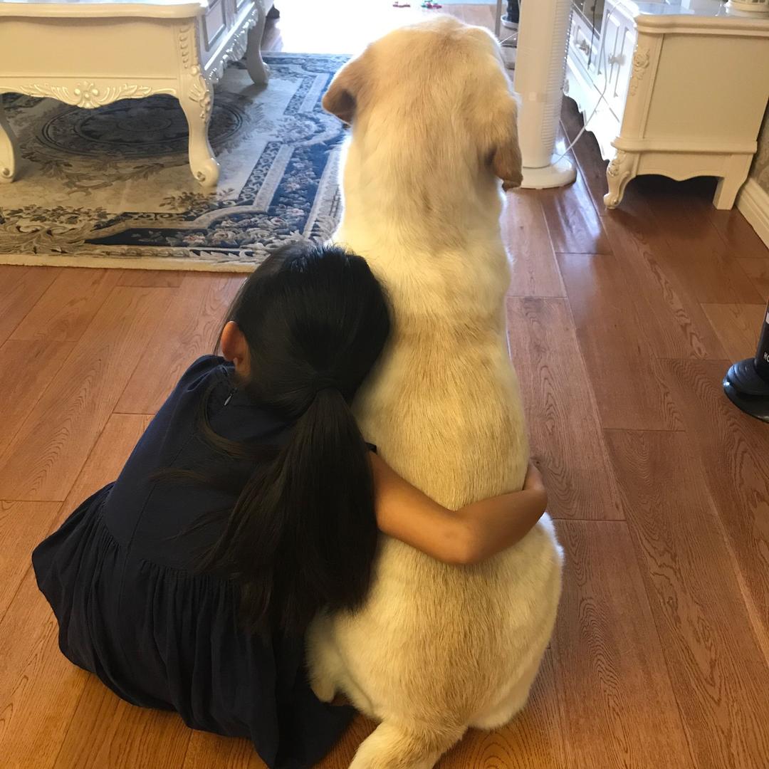 咖啡是一只拉布拉多犬