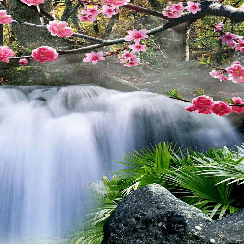 玫瑰花00