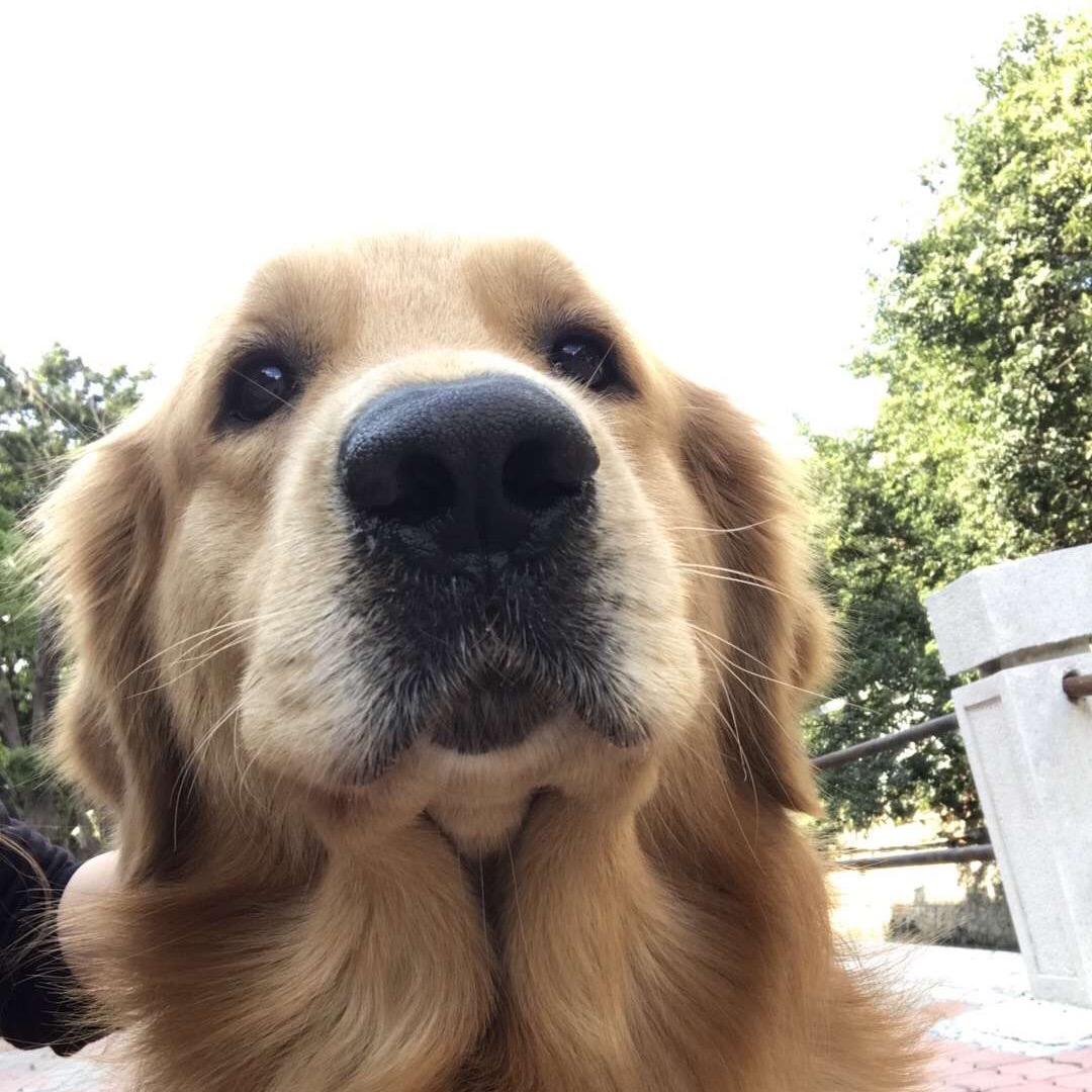 PetSniffs嗅探