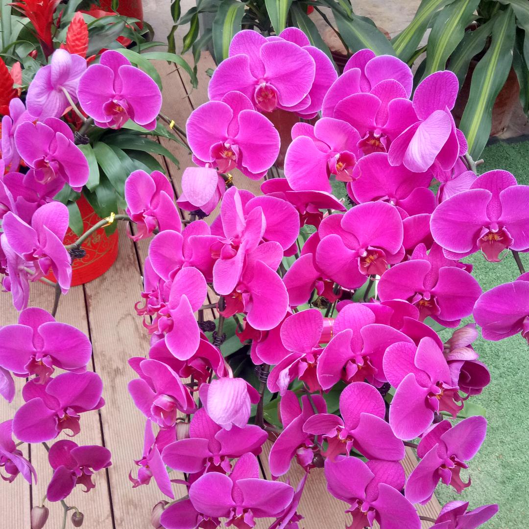喵喵的花园