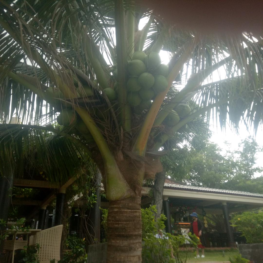 开着火车捡破烂