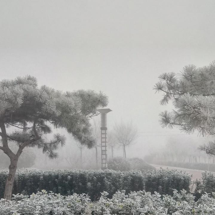 树伟