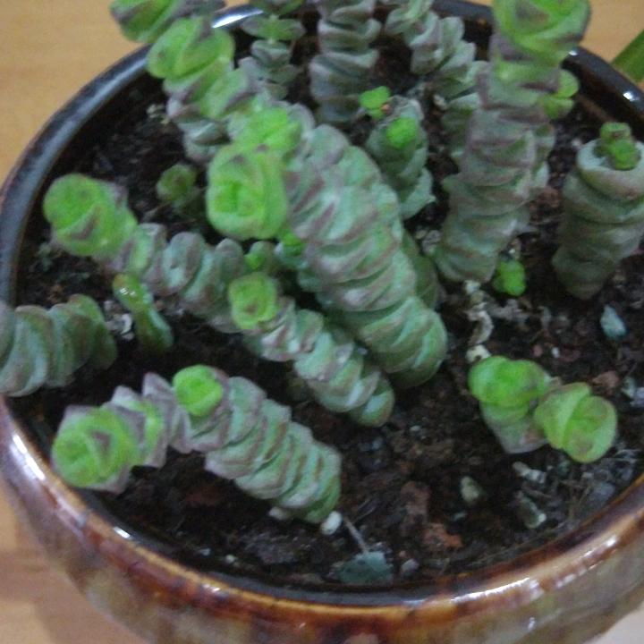 恬淡