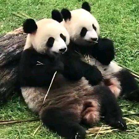 霞姐