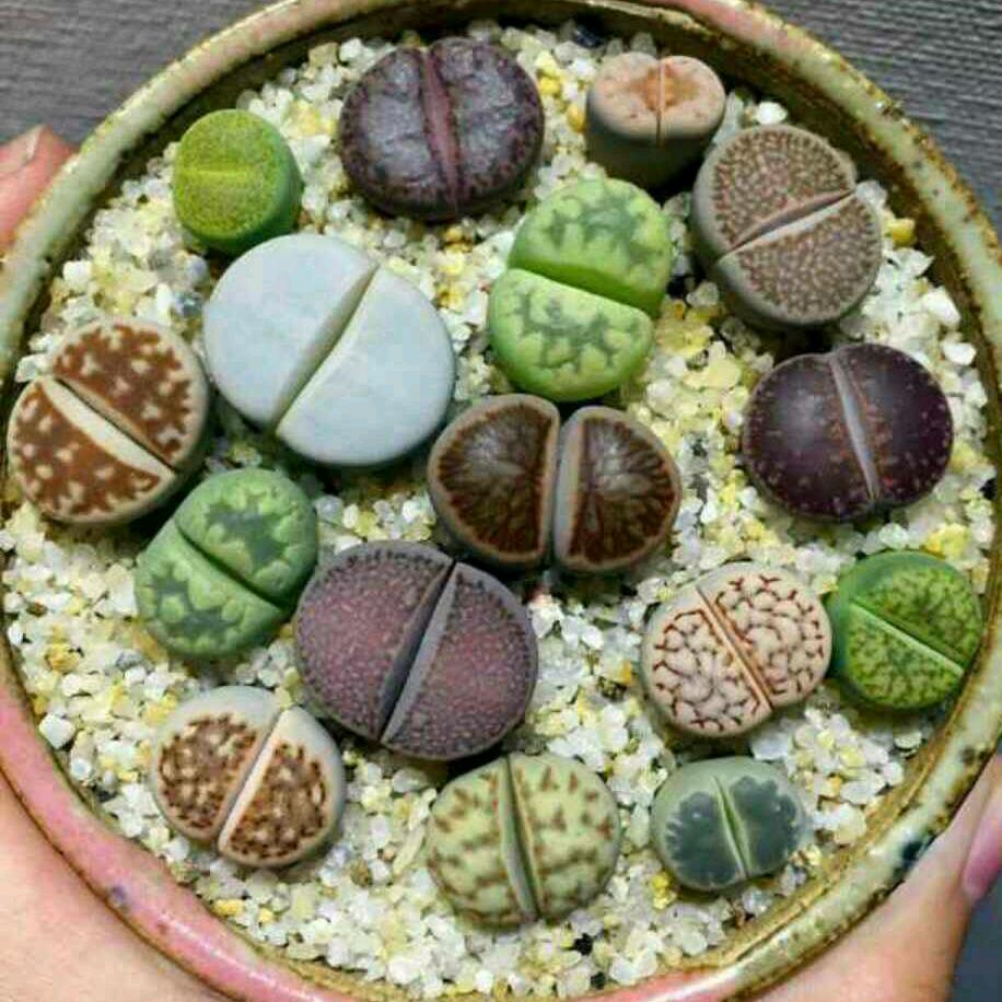 小阚多肉花园