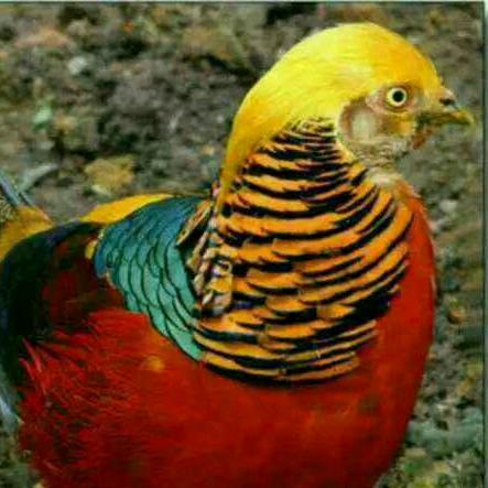 你是风儿我是沙