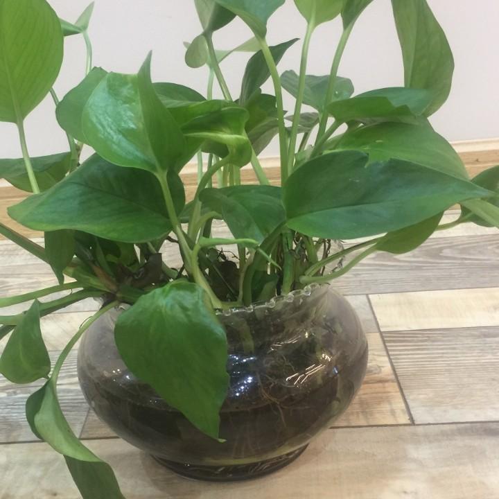 水晶晶