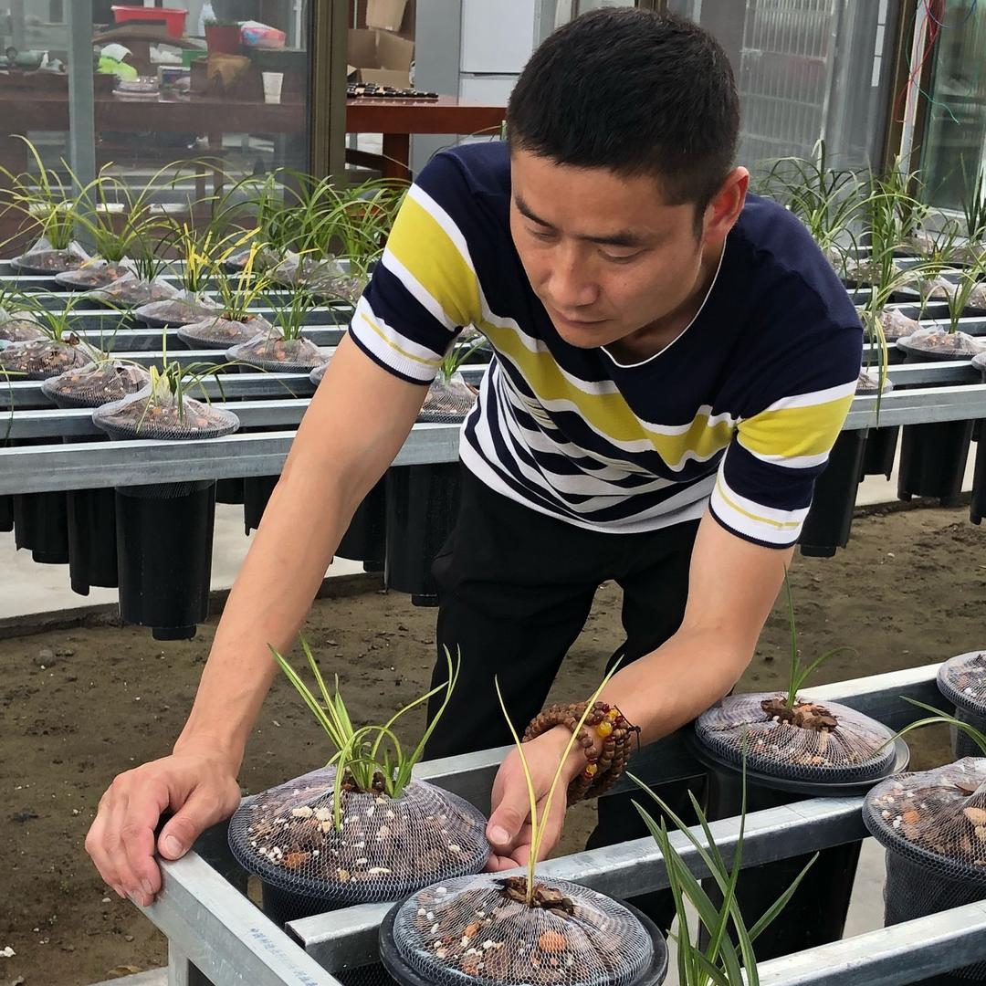 丰林兰花