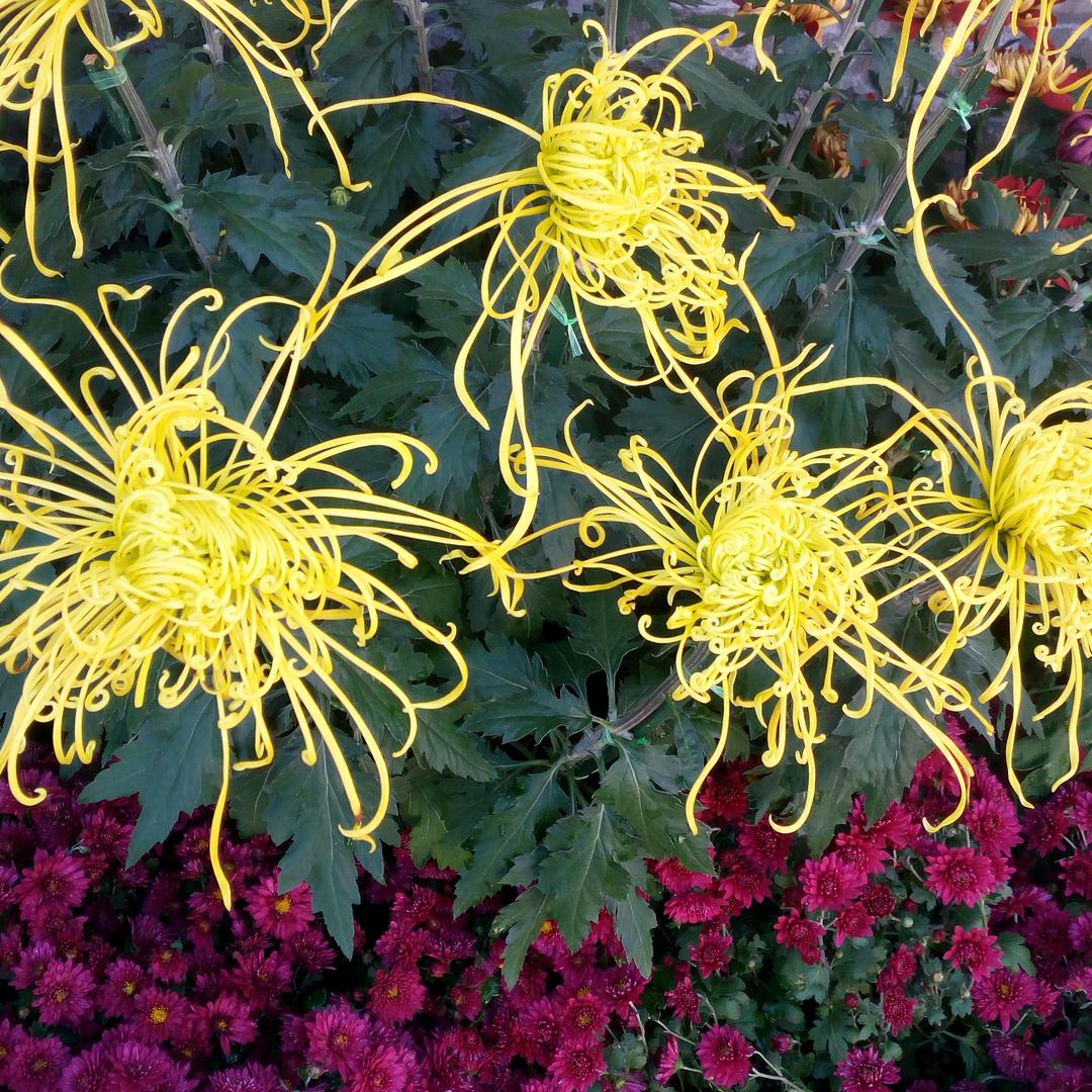 幸福幸运的女人