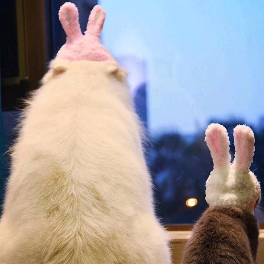 晚霞中的红蜻蜓_243141378