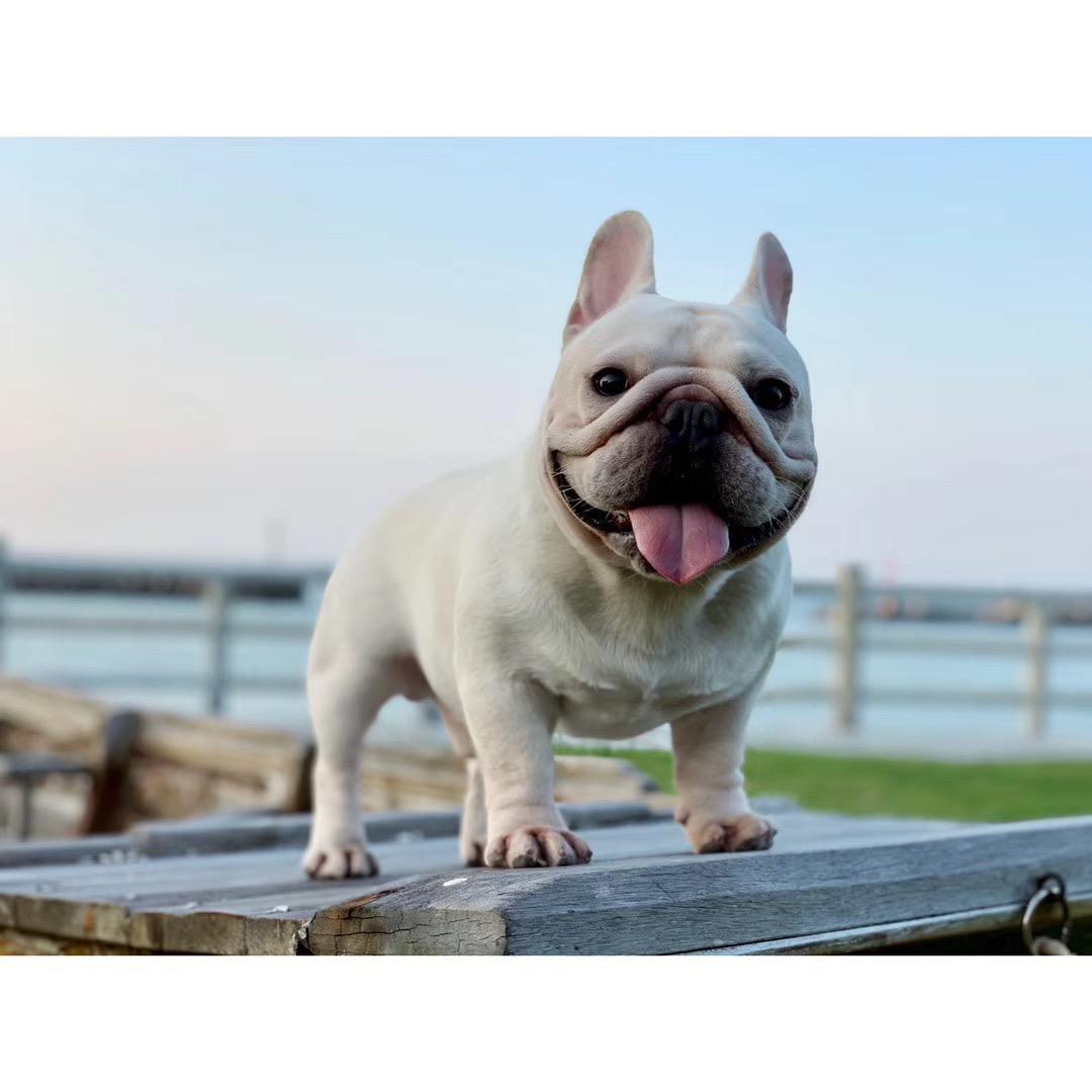 麦兜兜是只小法斗