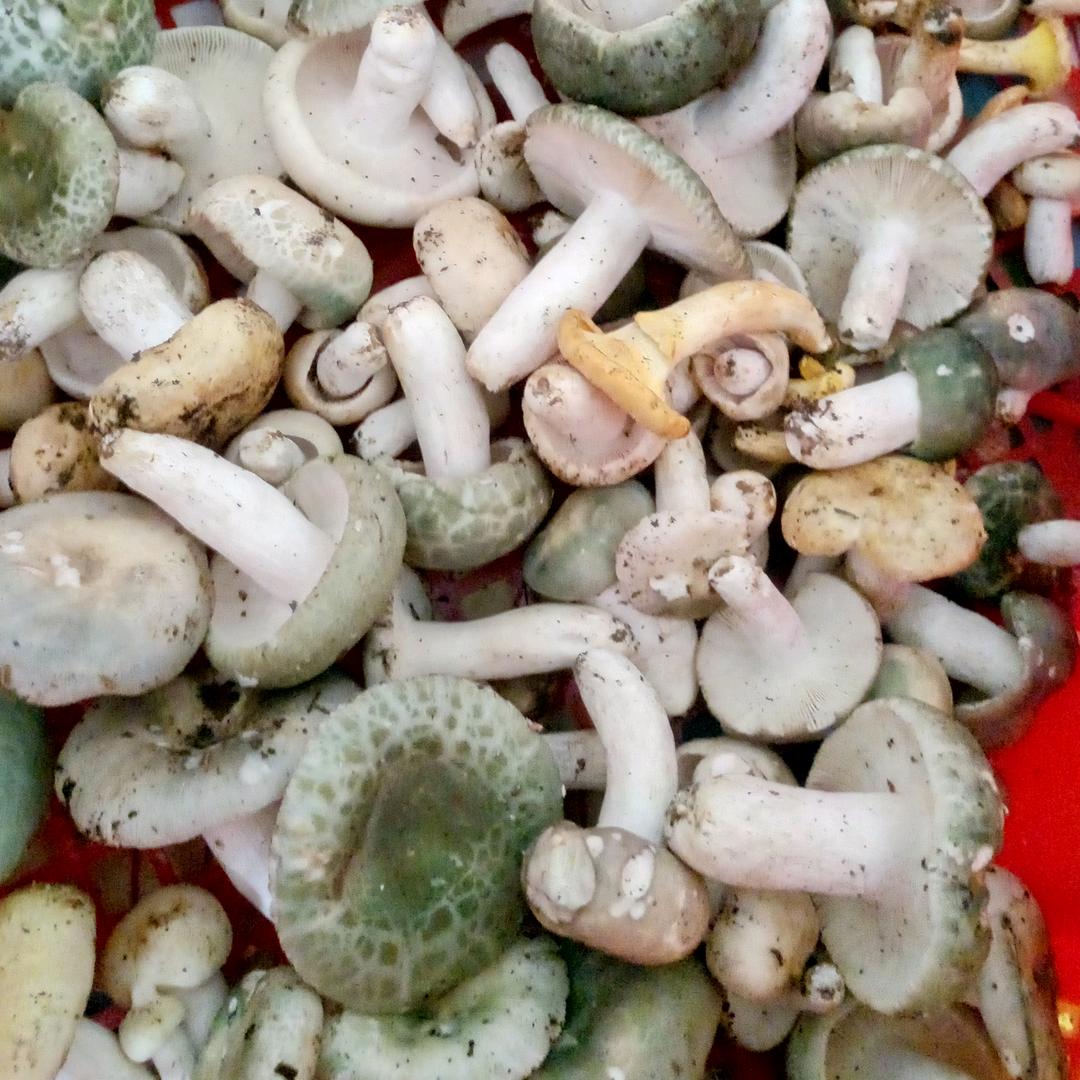 菌缘小王