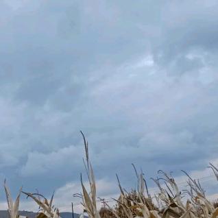 思思雪