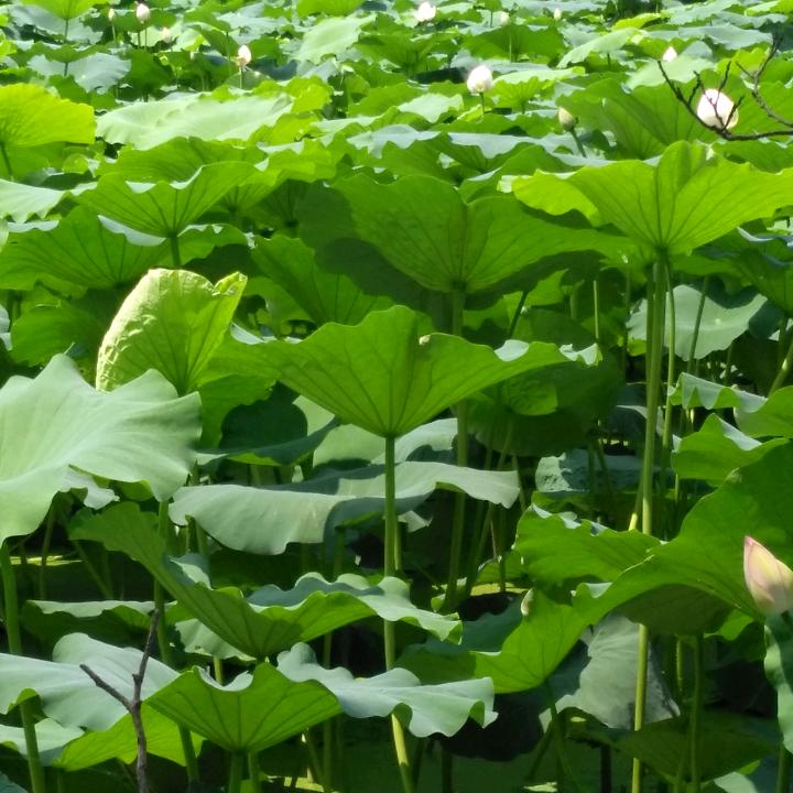 金箔路京东方太张明艳