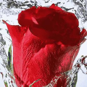 分享健康的使者