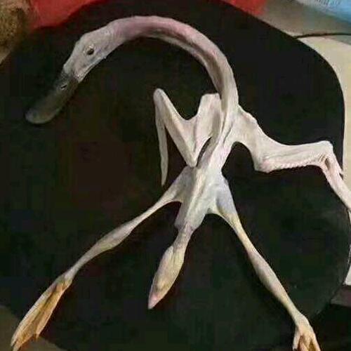 白头翁