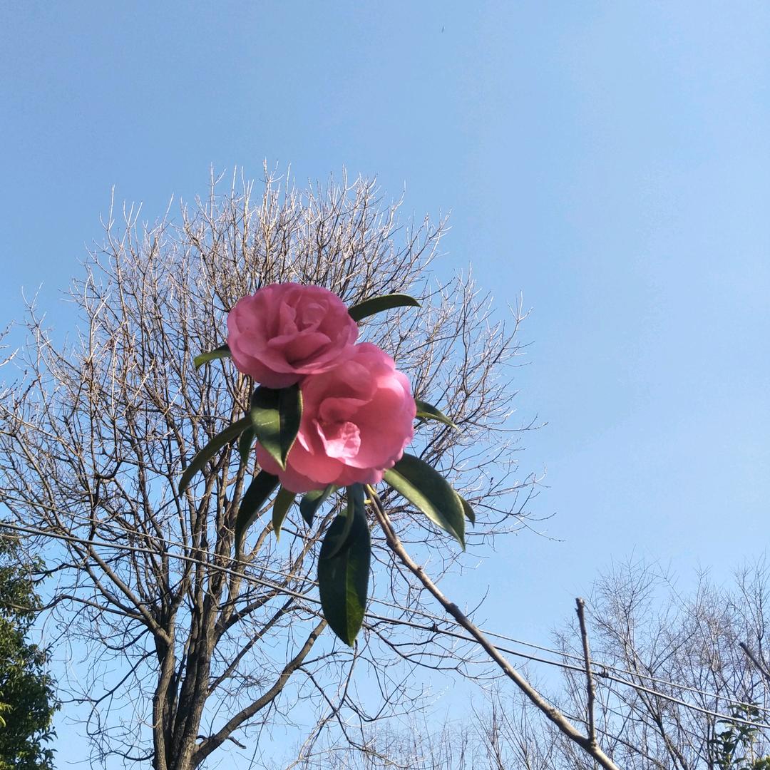 仙人掌