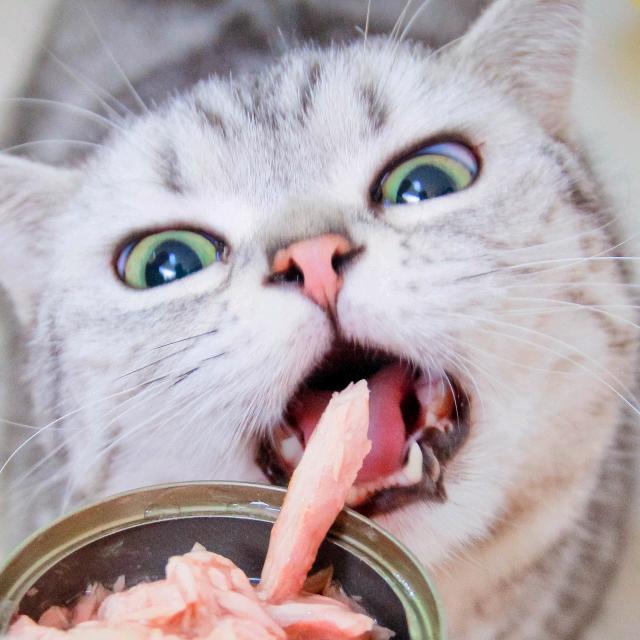 三尺喵食记