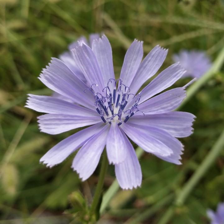 一花，一草，一世界