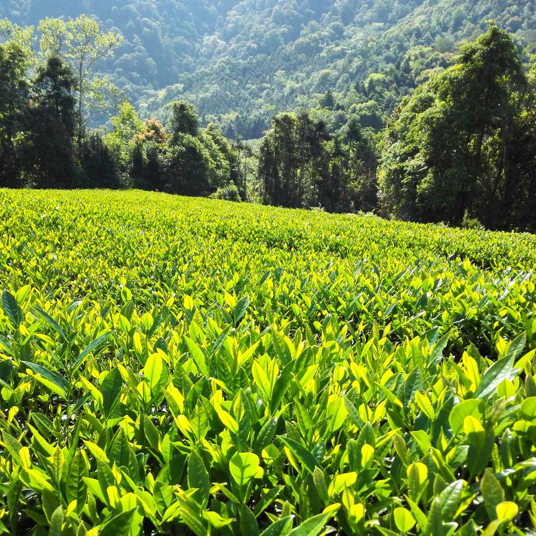 日福岩茶