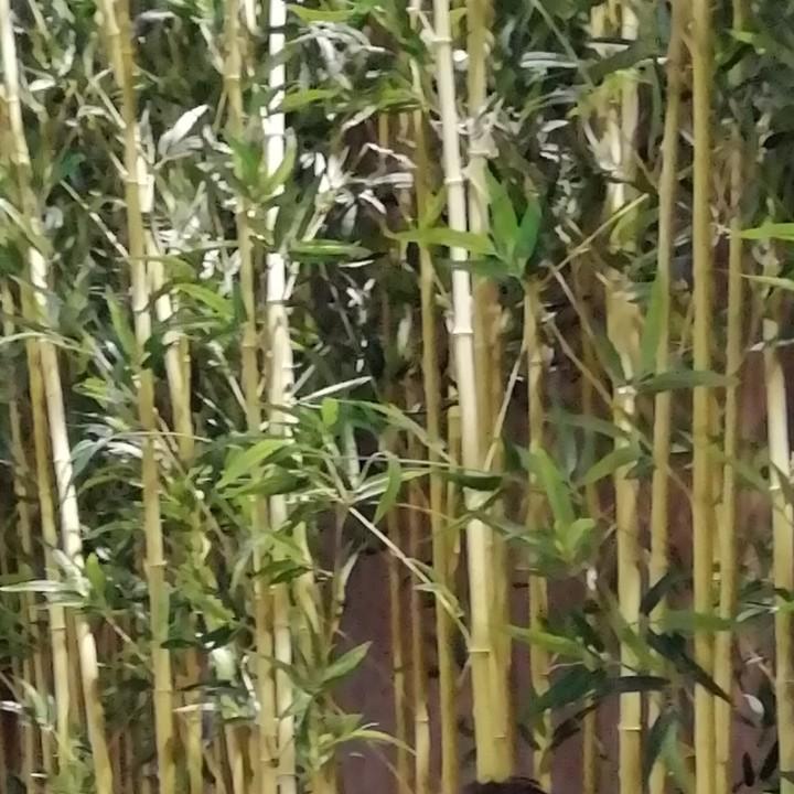 梦想
