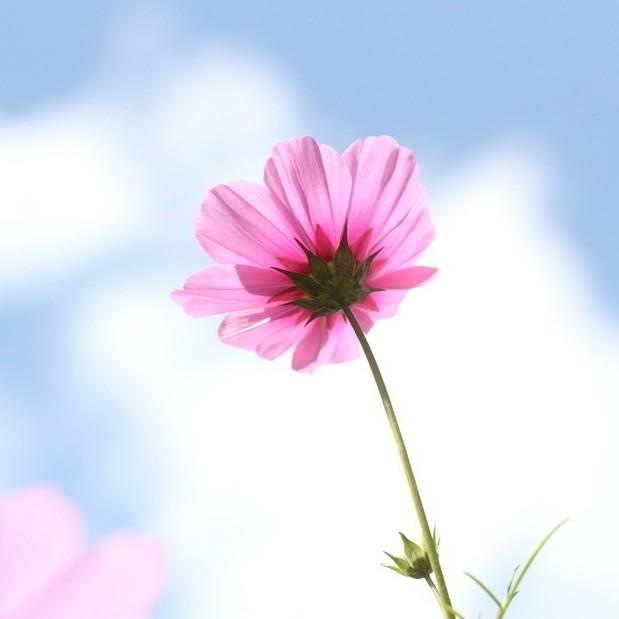 格桑花