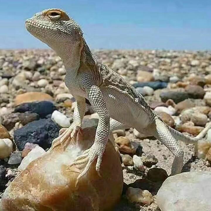 悦平（半日闲居）