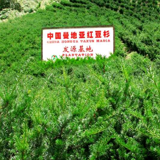 健康树:曼地亚红豆杉