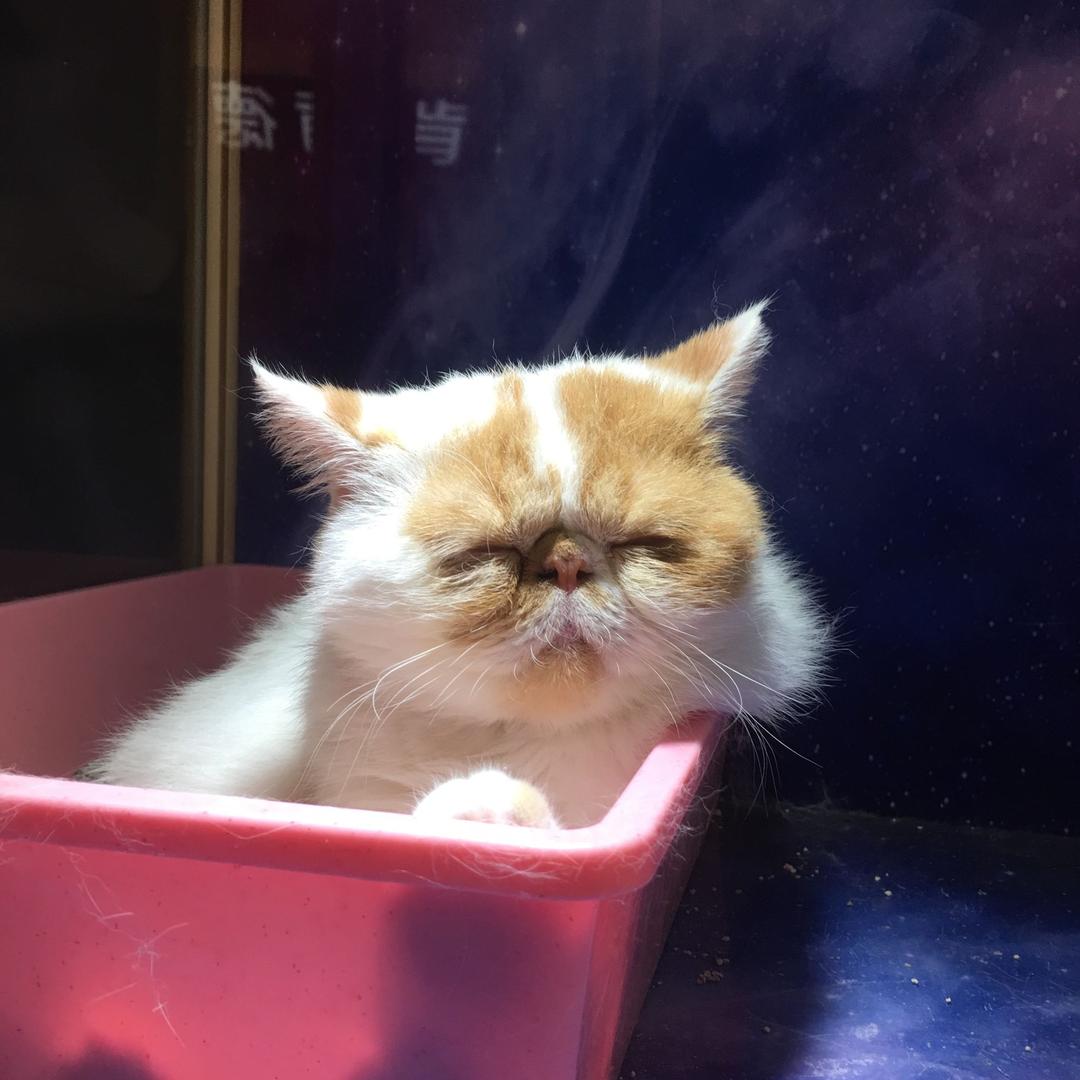 军迷和平精英