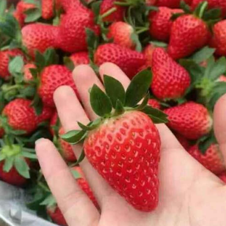 顺丰农场草莓园🍓
