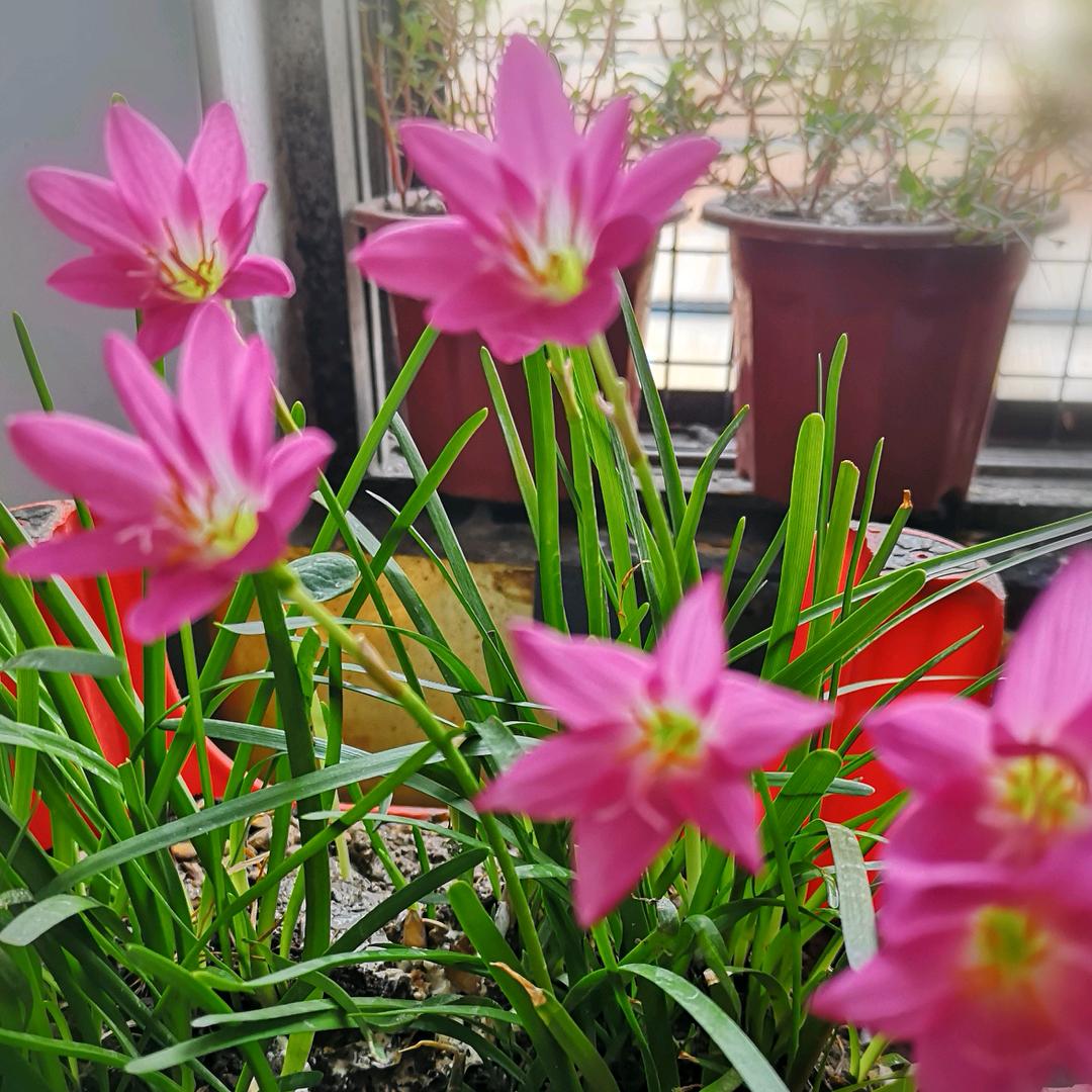 楊