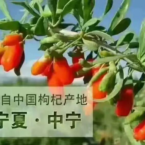 宁夏御杞世家枸杞产业有限公司
